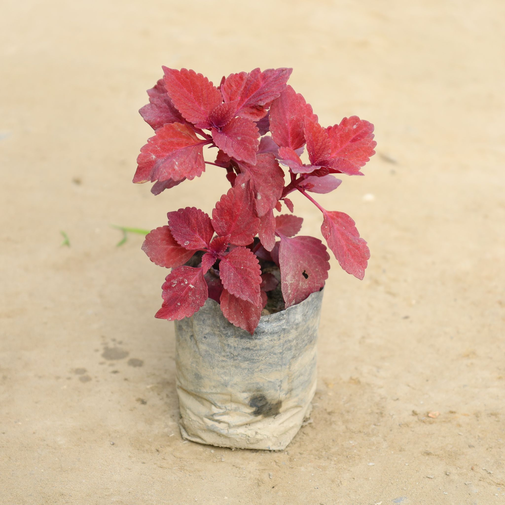 Coleus (Any Colour) in 4 Inch Nursery Bag