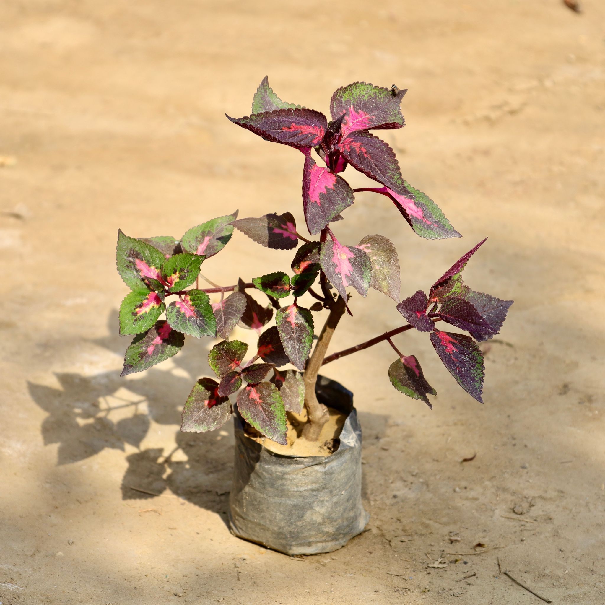Coleus (Any Colour) in 4 Inch Nursery Bag