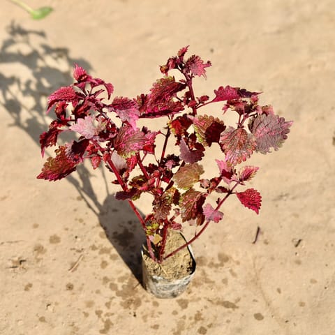 Coleus (any colour) in 4 Inch Nursery bag