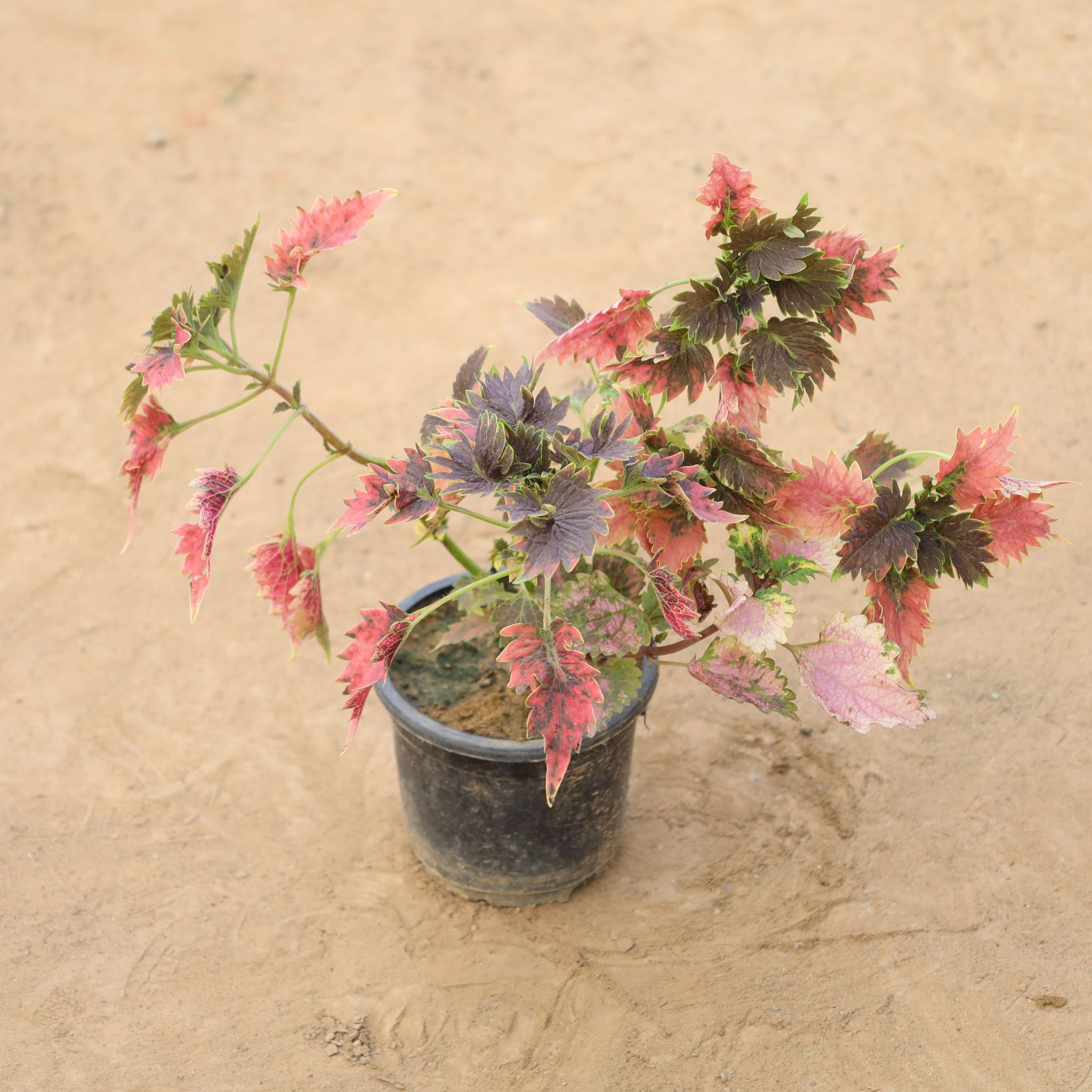 Coleus (Any Colour) in 4 Inch Nursery Pot