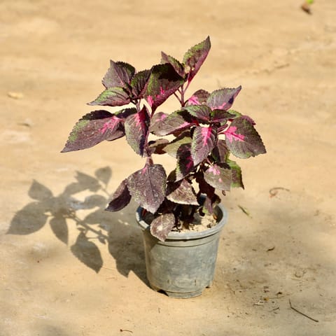 Coleus (Any Colour) in 4 Inch Nursery Pot