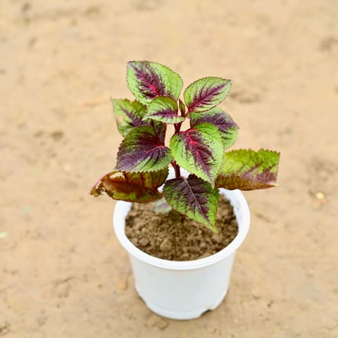 Coleus (any colour) in 4 Inch Nursery Pot