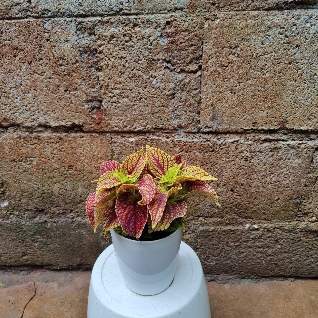 Coleus (any colour) in 4 Inch Premium Plastic Pot (any colour)