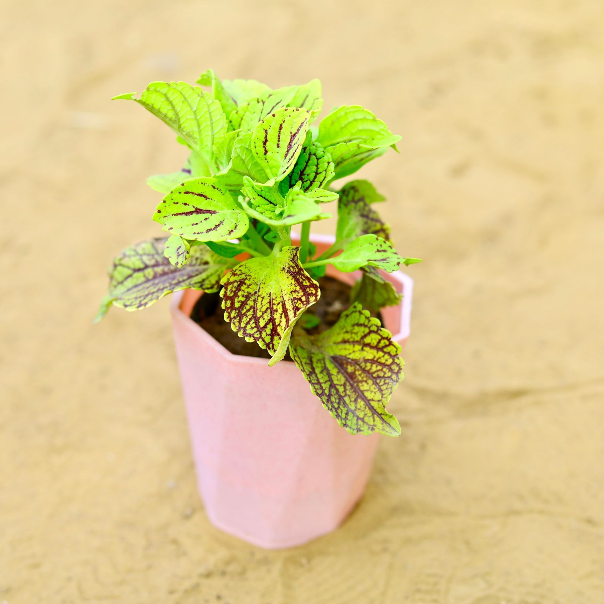 Coleus (Any Colour) (Any Design) in 4 Inch Pink Marble Premium Diamanti Plastic Pot