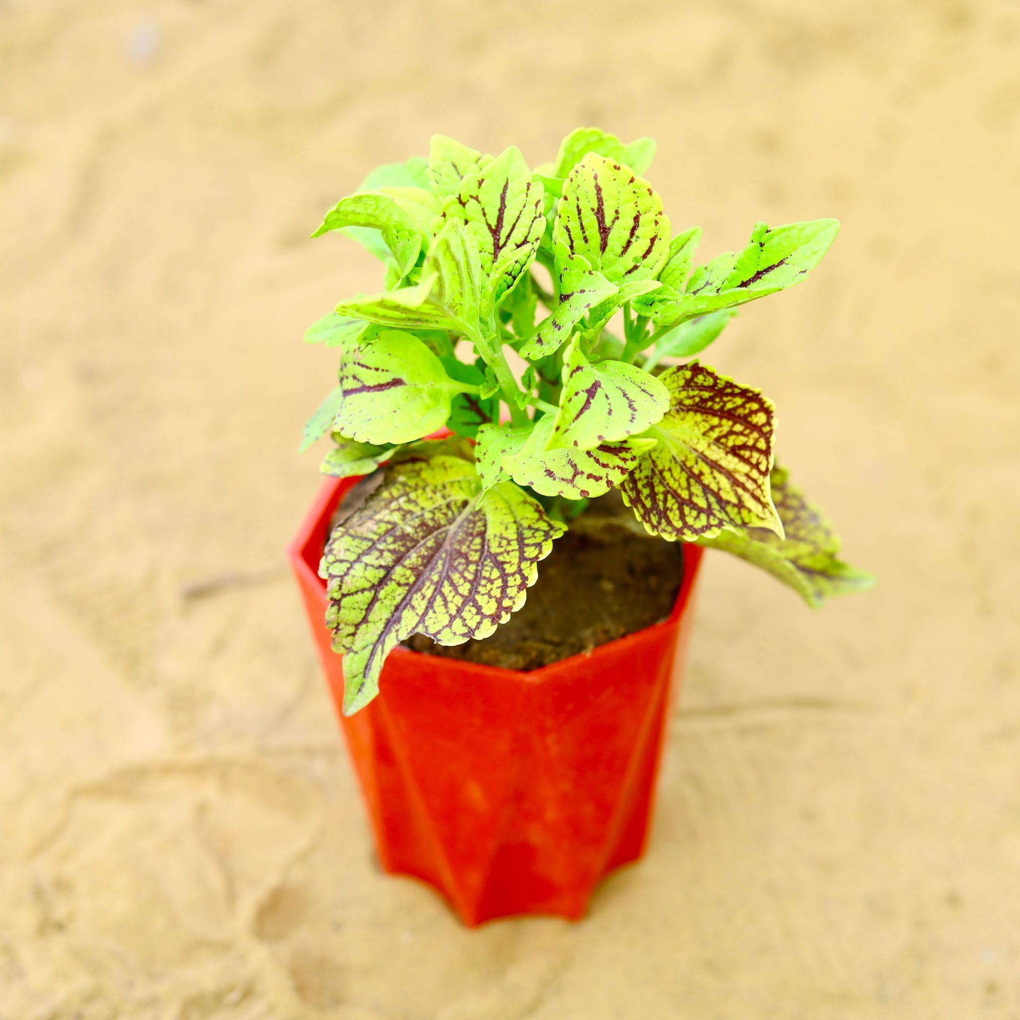 Coleus (Any Colour) (Any Design) in 4 Inch Red Premium Diamanti Plastic Pot