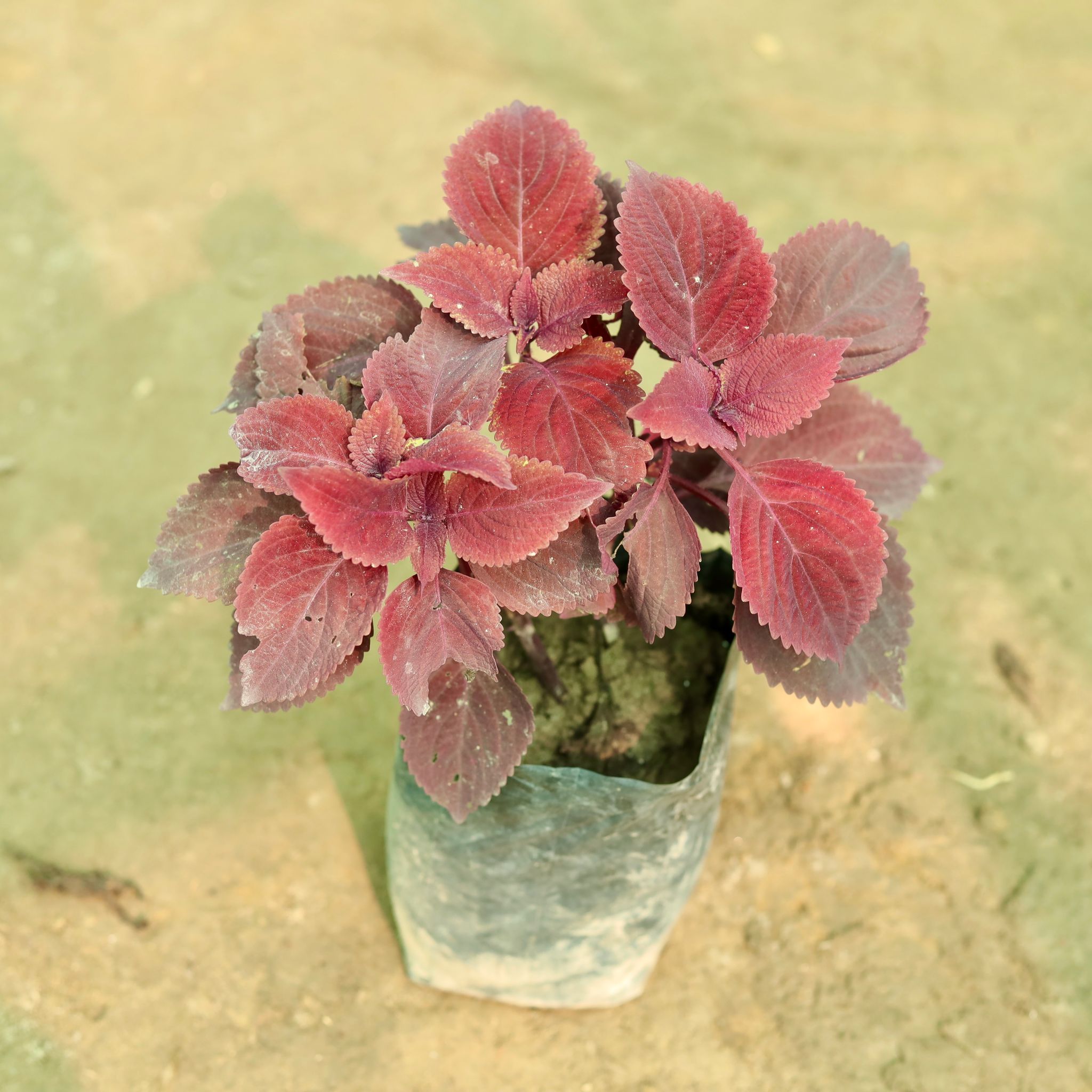 Coleus (Any Colour) (Any Design) in 7 Inch Nursery Bag