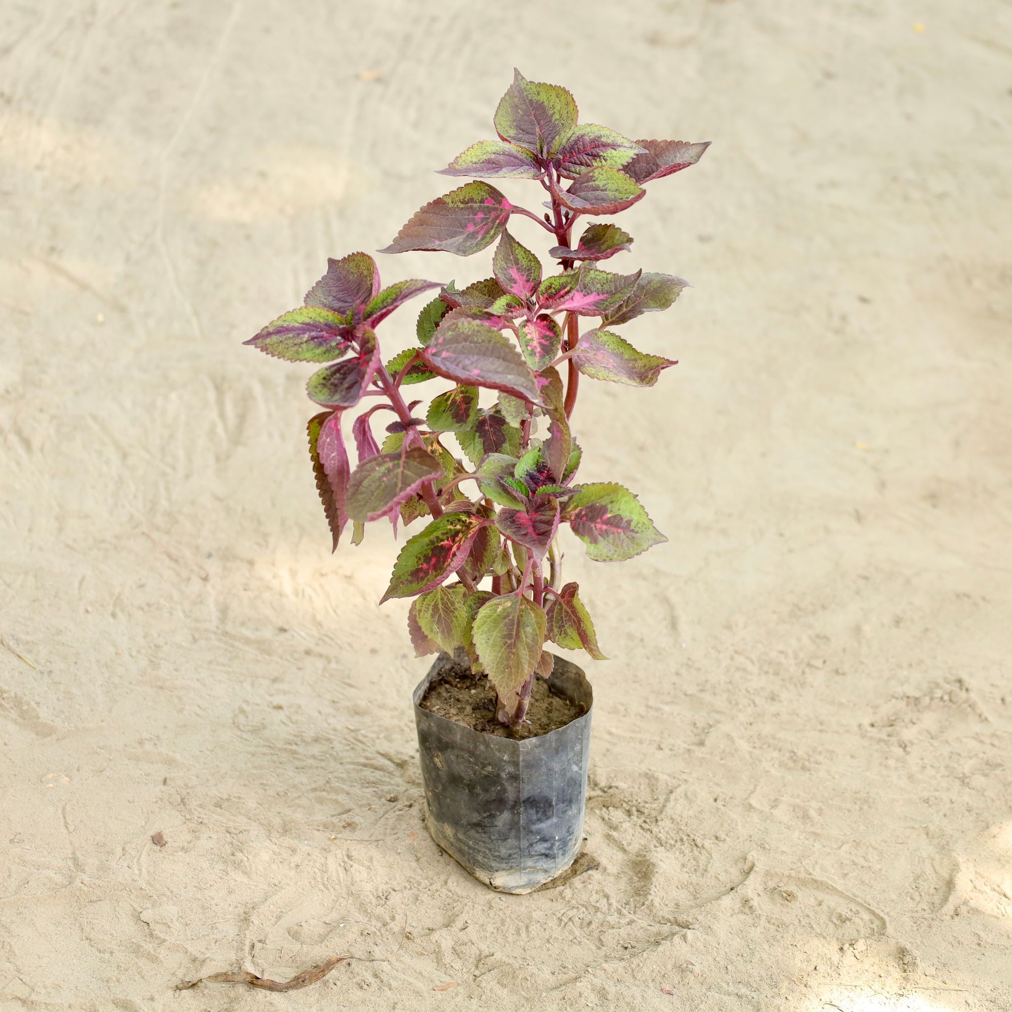 Coleus in 4 Inch Nursery bag