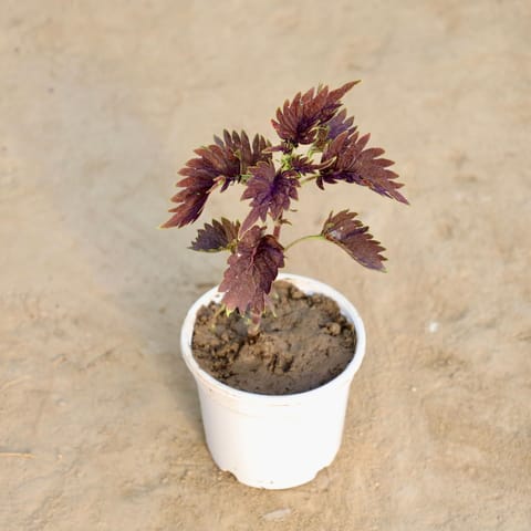 Coleus (Any color) 4 inch nursery Pot