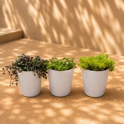 Set of 3 - Turtle Vine Green, Turtle Vine black & Sedum Golden in 6 Inch White Orchid Plastic pot