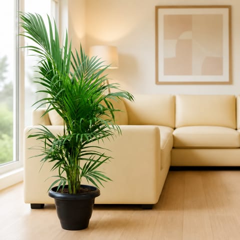 Areca Palm (2.5- 3 Ft) in 10 Inch Black Classy Plastic Pot