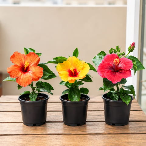 Hibiscus Sunshine Trio - Set of 3 - Hibiscus / Gudhal Dwarf (Any Colour) in 4 Inch Nursery Pot