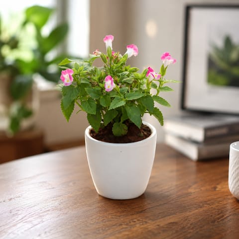 Gift Ready - Wishbone / Torenia Pink in 4 Inch White Classy Cup Ceramic Pot