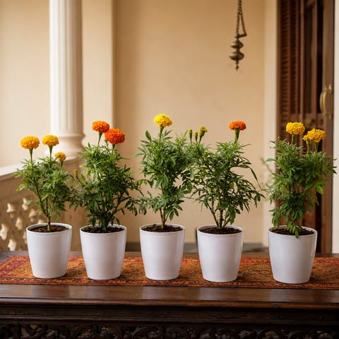 Festival Sunshine: Set of 5 - Marigold / Genda Plant in 6 Inch White Premium Orchid Round Plastic Pot