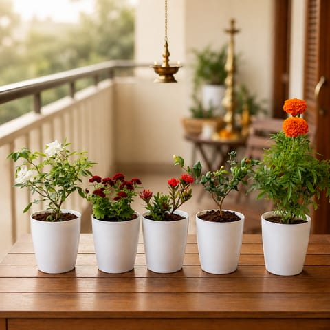 Festive Blooms Pack: Set of 5 - Button Rose White, Marigold / Genda, Chrysanthemum / Guldawari, Ixora & Star Jasmine in 6 Inch White Premium Orchid Round Plastic Pot
