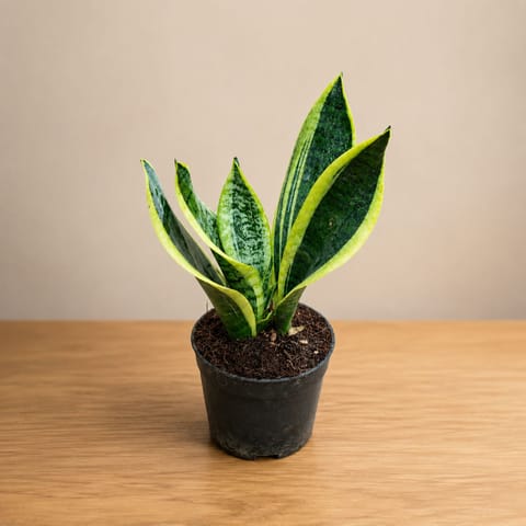 Snake Plant Golden in 4 Inch Nursery Pot