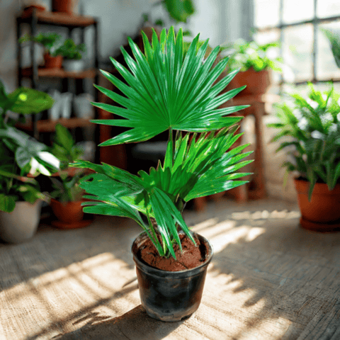 China Palm / Fan Palm in 5 Inch Nursery Pot