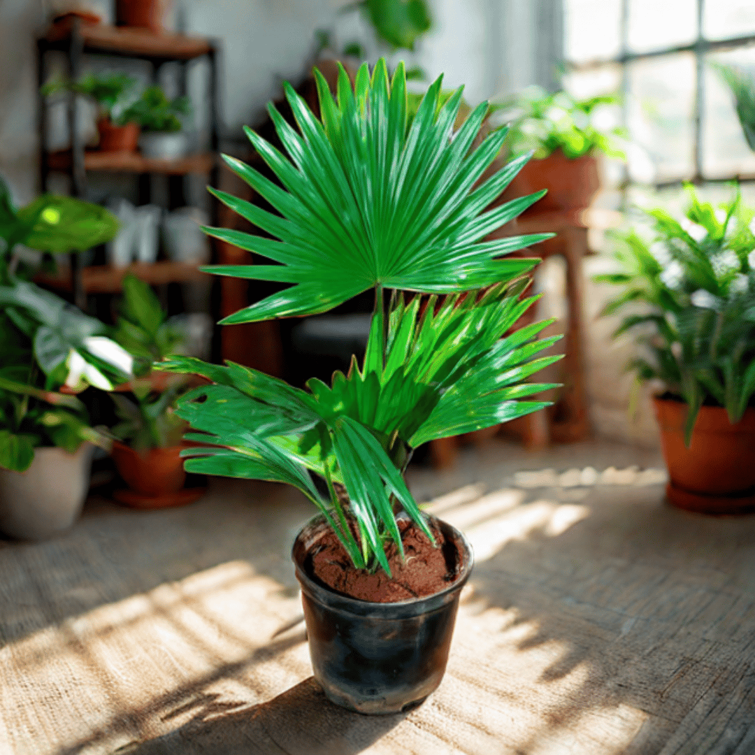 China Palm / Fan Palm in 5 Inch Nursery Pot