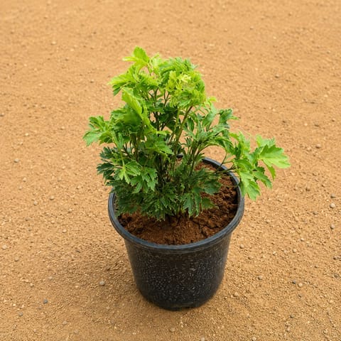 Aralia Green in 4 Inch Nursery Pot