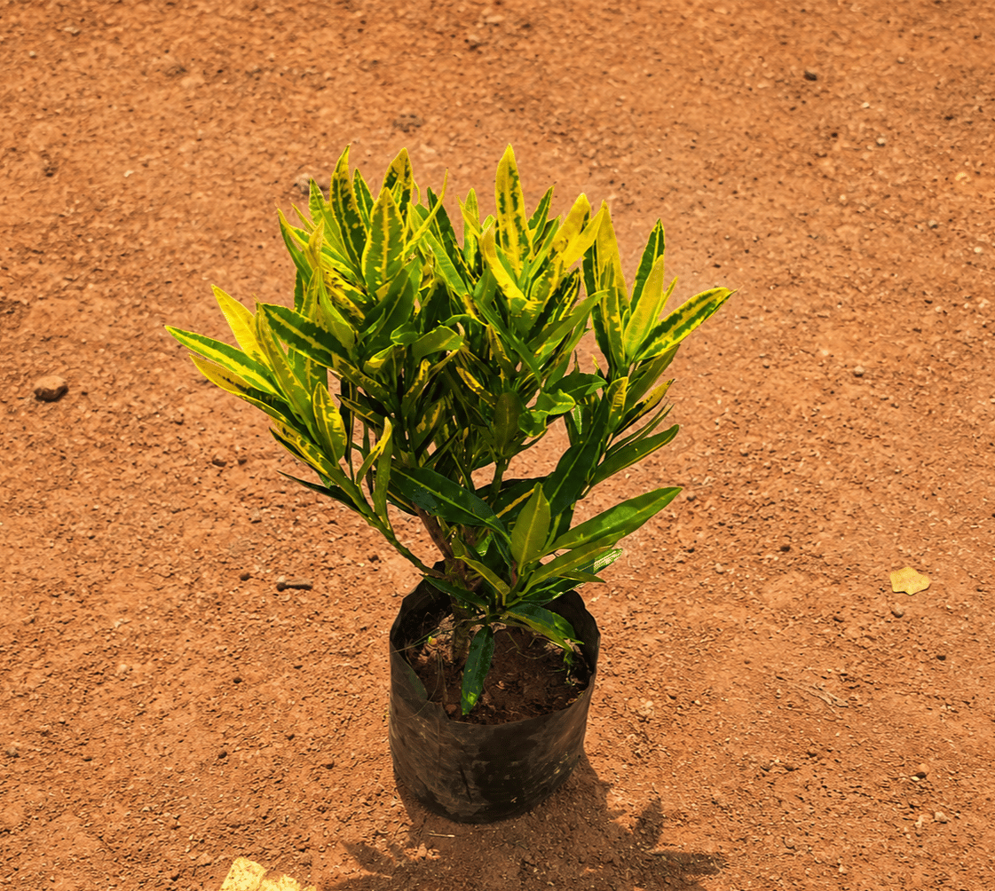 Croton Sunny Star in 4 Inch Nursery Bag