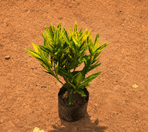 Croton Sunny Star in 4 Inch Nursery Bag