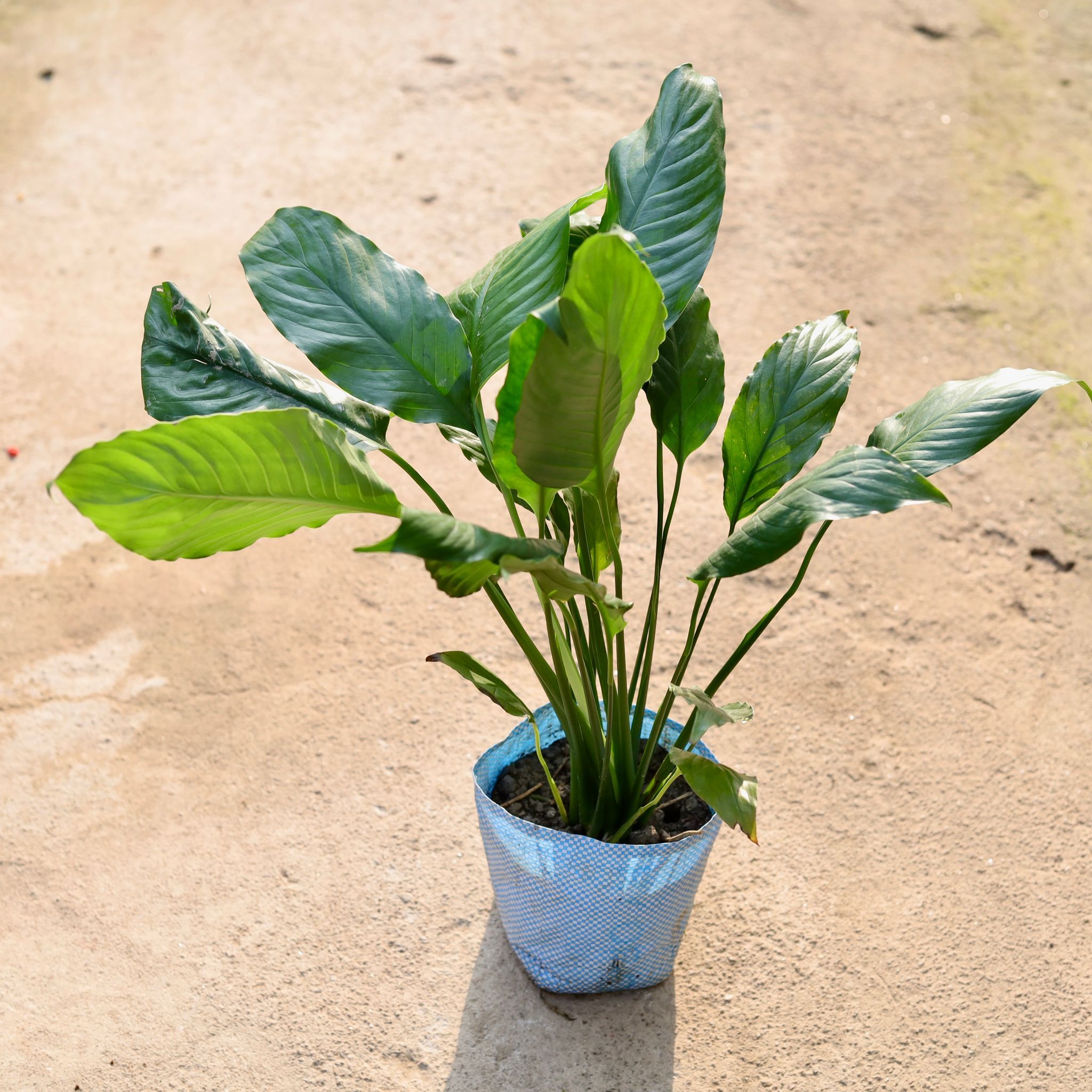 Peace Lily Bushy in 6 Inch Nursery Bag
