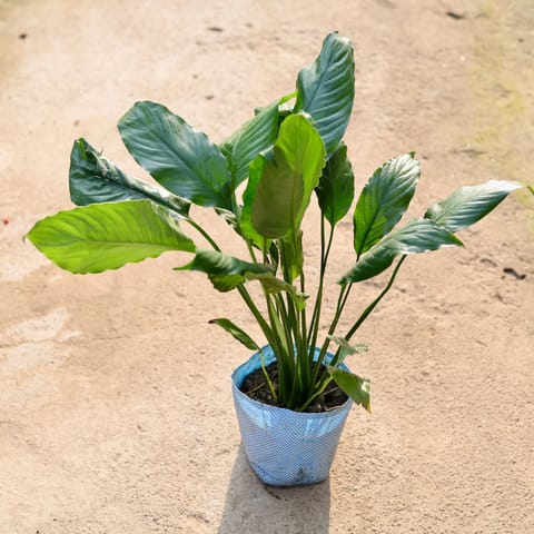 Peace Lily Bushy in 6 Inch Nursery Bag