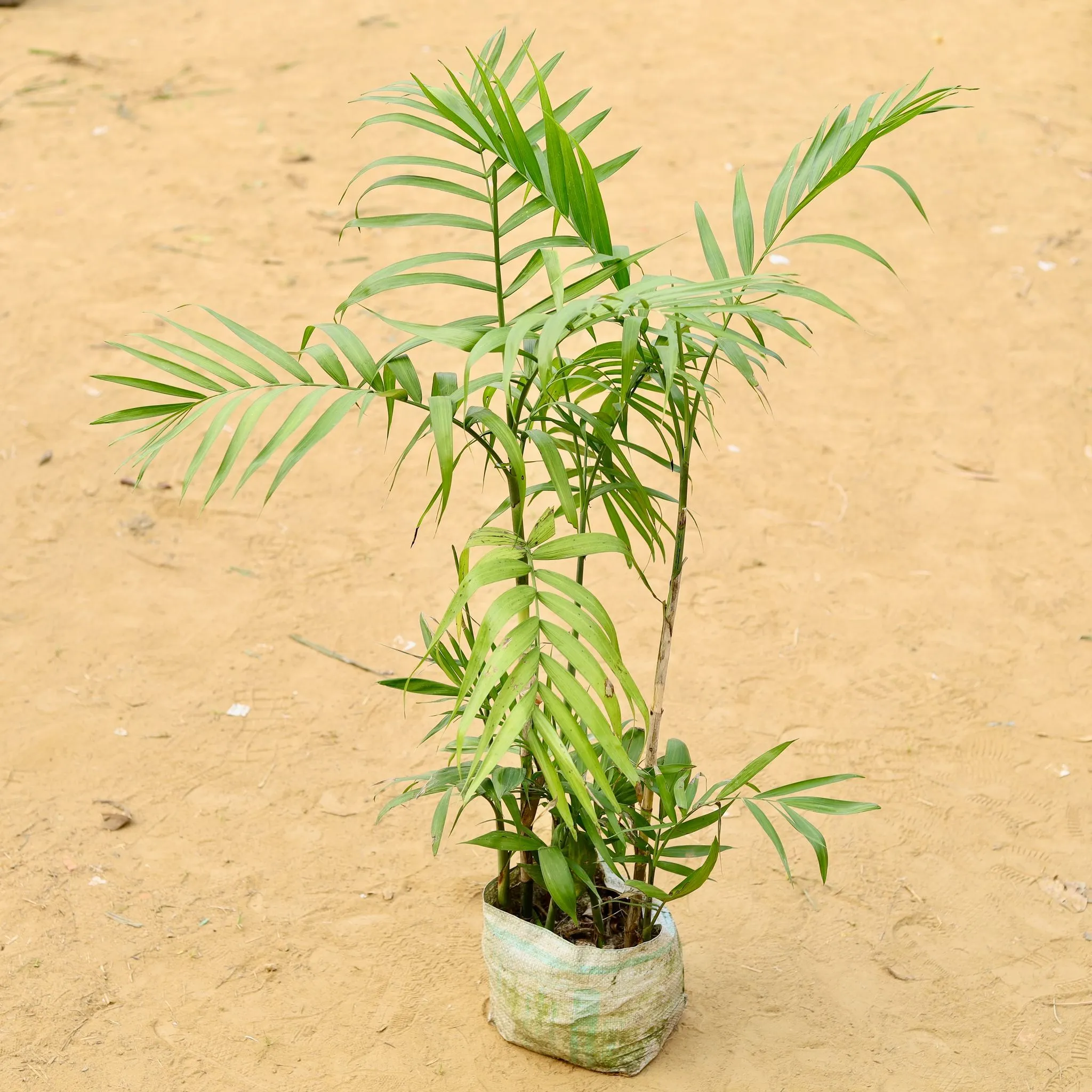 Cane Palm (~ 3 Ft) in 6 Inch Nursery Bag