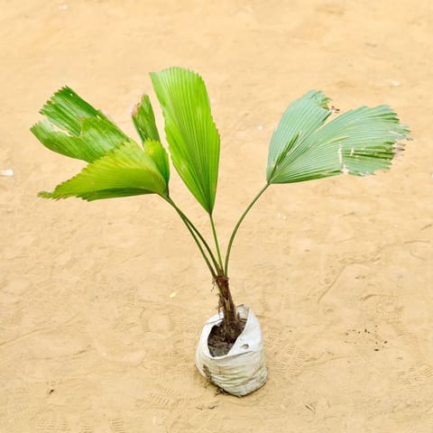 Ruffled Fan / China Palm (~ 2 Ft) in 6 Inch Nursery Bag