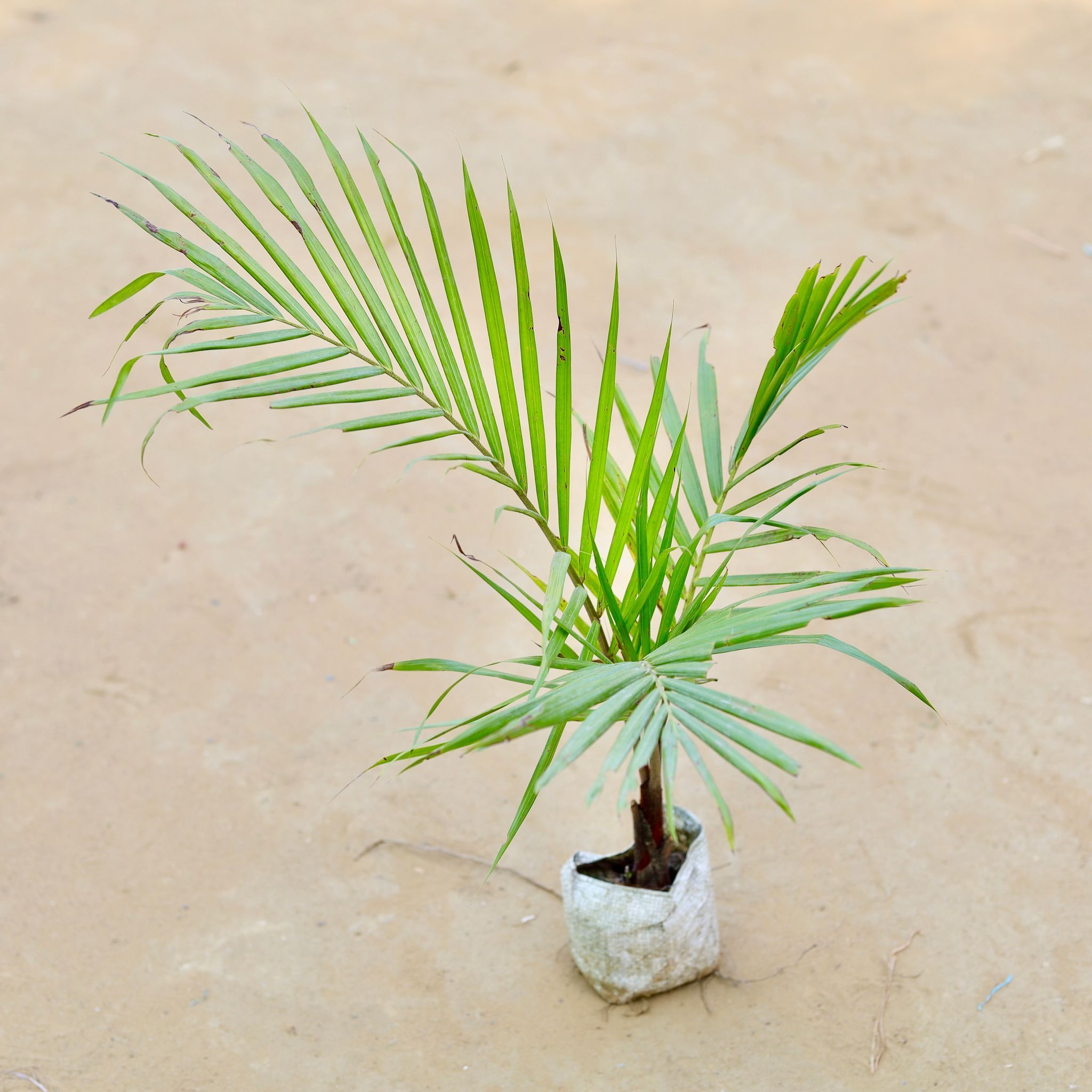Chamaedorea Palm in 3 Inch Nursery Bag
