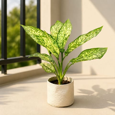 Aglaonema Snow White in 4 Inch Nursery Bag | White Variegation