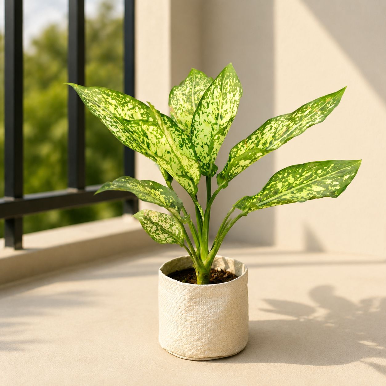 Aglaonema Snow White in 4 Inch Nursery Bag | White Variegation