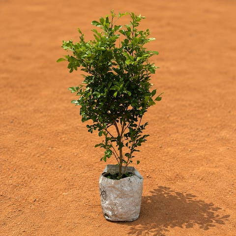 Madhu Kamini White / Murraya in 6 Inch Nursery Bag | Fragrant Flowering Beauty