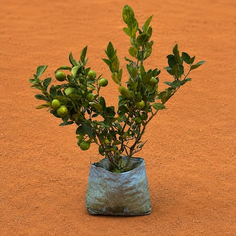Large Fruiting Plant - Kagzi Lemon / Nimbu (~ 3 years old) in 8 Inch Nursery Bag