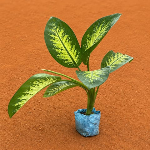 Dieffenbachia in 5 Inch Nursery Bag | Statement Leaves