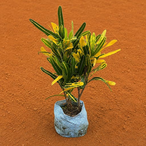 Croton Sunny Star in 4 Inch Nursery Bag | Sun Inspired Foliage