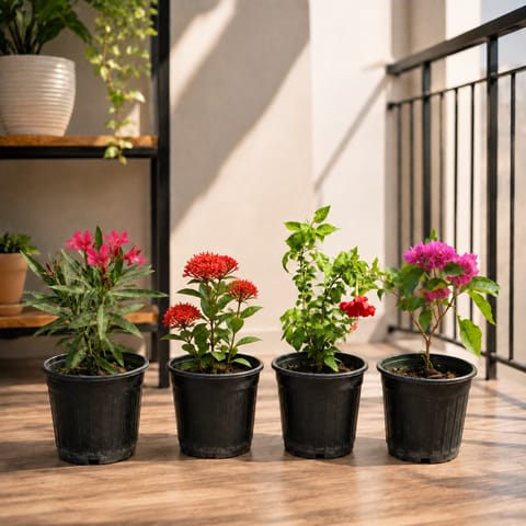 Permanent Flowering Combo - Set of 4 - Bougainvillea, Hibiscus, Kaner & Ixora (Any Colour) in 6 Inch Nursery Pots