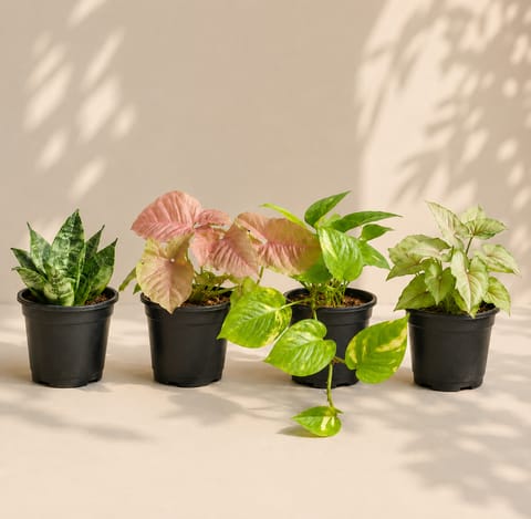 Low Maintenance Favourites - Set of 4 - Syngonium Yammi, Snake Dwarf Green, Money Plant Green & Syngonium Pink in 4 Inch Nursery Pots
