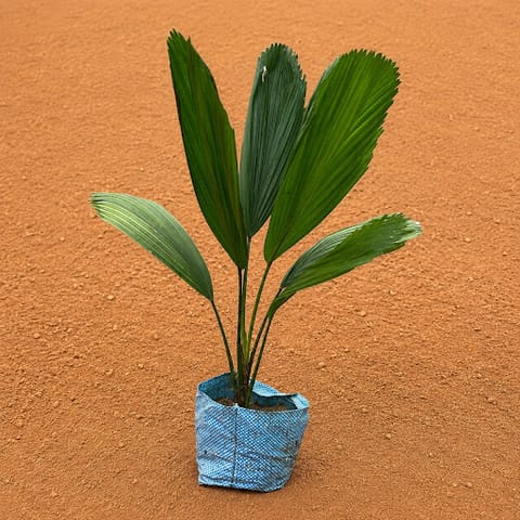 Ruffled Fan palm in 7 Inch Nursery Bag | Tropical Decor Plant