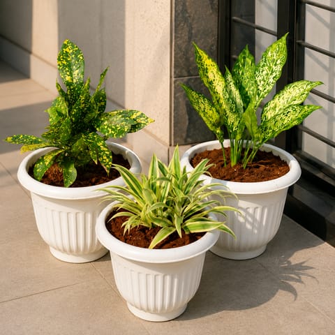 Outdoor Plants Combo - Set of 3 - Aglaonema Snow White, Song of India & Baby Croton in 8 Inch White Olive Plastic Pots