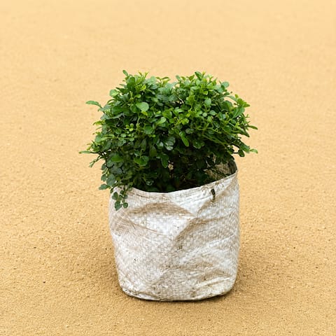 Fragrant Table Kamini Ball in 4 inch Nursery Bag | Compact Ball-Shaped Plant