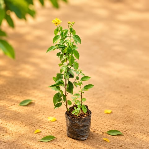 Lantana Yellow in 3 Inch Nursery Bag