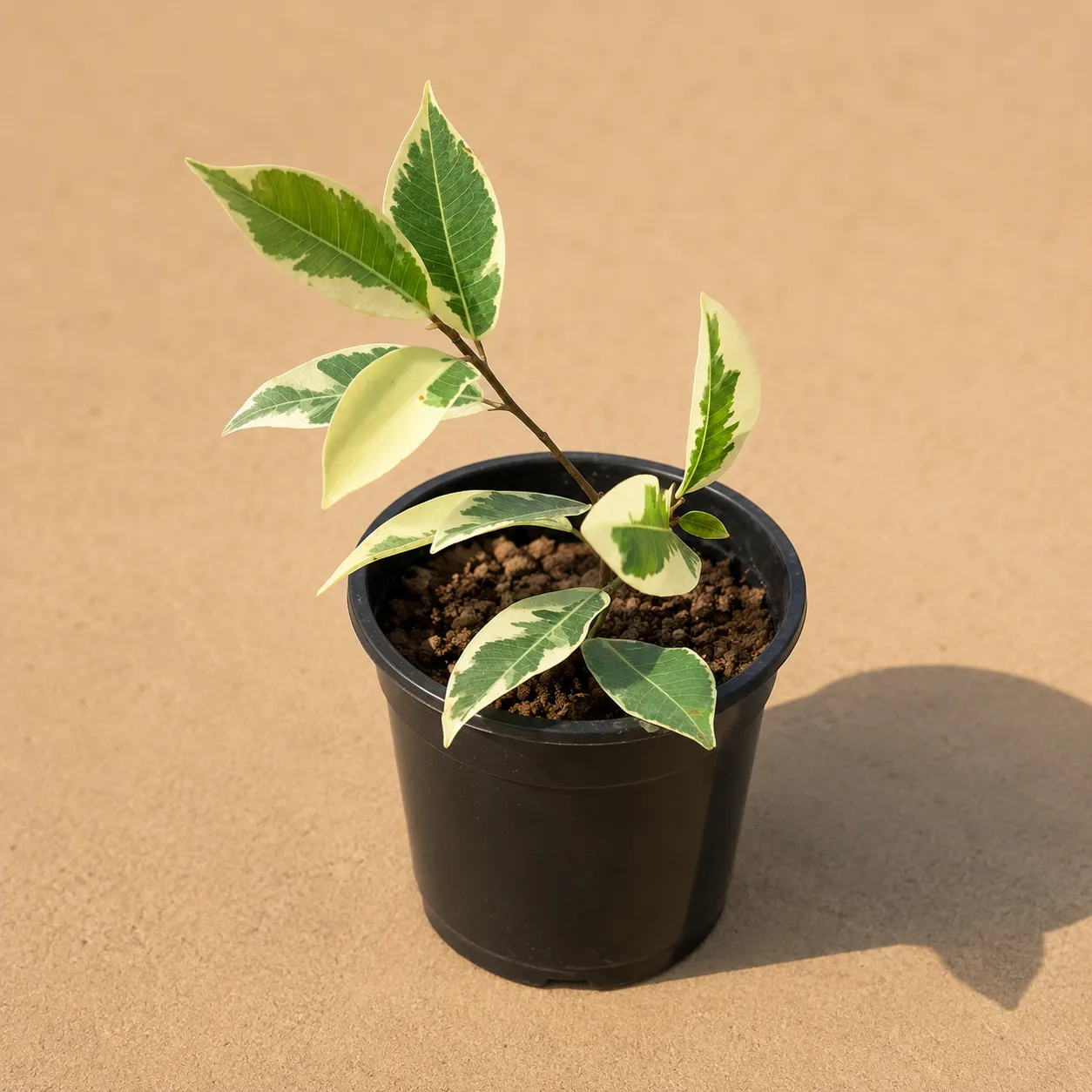 Ficus Safari / Starlight Ficus in 4 inch Nursery Pot