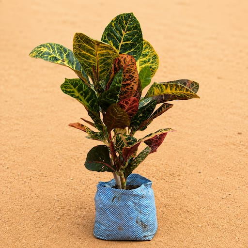 Large Croton Petra in 7 Inch Nursery Bag