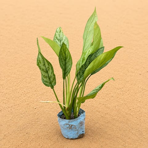 Aglaonema Silver King in 4 inch Nursery Bag | Sitriking Silver Foliage
