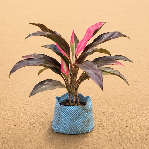 Dracaena Rosea in 4 Inch Nursery Bag | Elegant Rosy plant