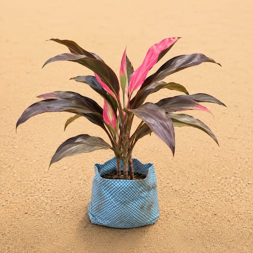 Dracaena Rosea in 4 Inch Nursery Bag | Elegant Rosy plant