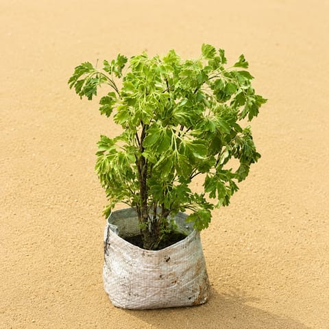 Aralia Green in 4 Inch Nursery Bag