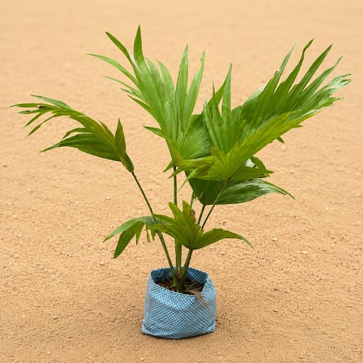 China Palm / Fan Palm in 6 Inch Nursery Bag