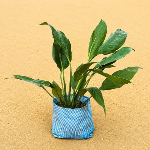 Peace Lily in 4 Inch Nursery Bag