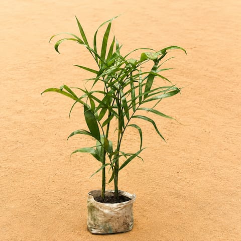 Chamaedorea Palm(~1 Ft) in 4 Inch Nursery Bag